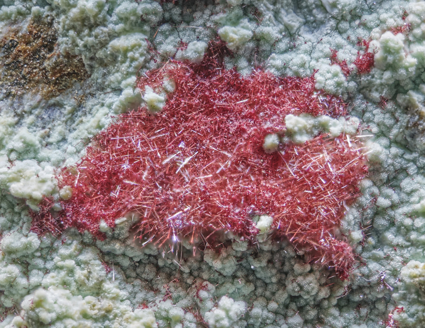 Cuprite (Var: Chalcotrichite) on Chrysocolla