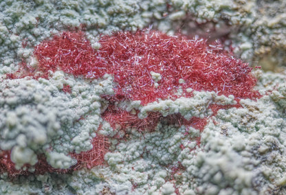 Cuprite (Var: Chalcotrichite) on Chrysocolla