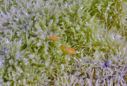 Stolzite &amp; Mimetite