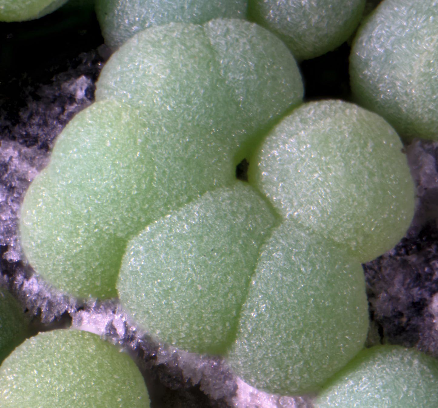 Planerite on Quartzite