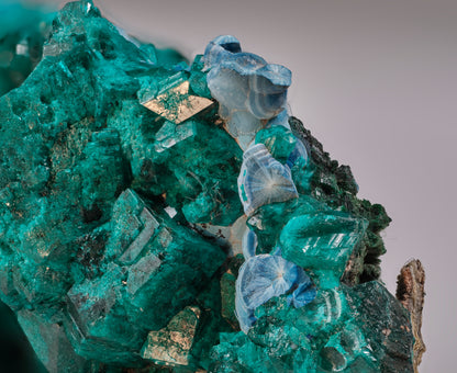 Dioptase, Shattuckite, and Malachite
